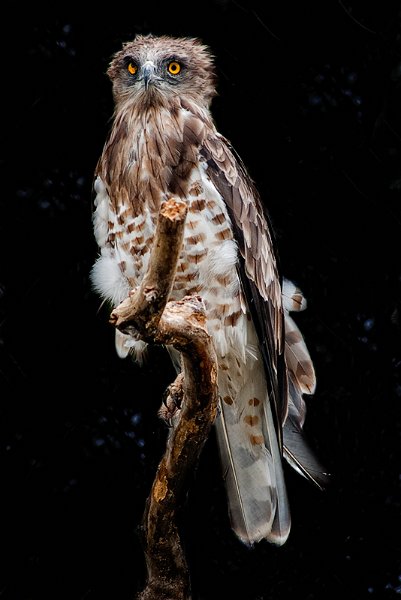 DSC_1524.jpg