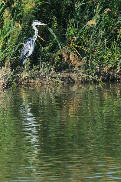 airone_cinerino01.jpg