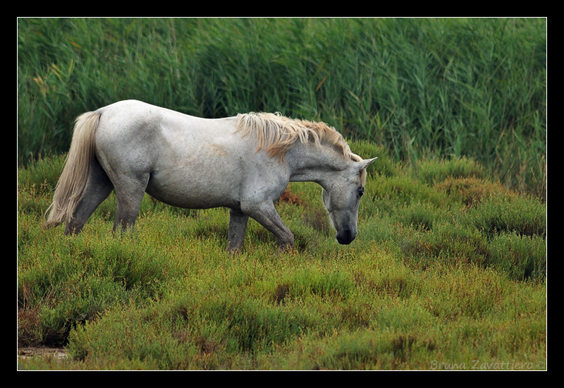 cavalli_camargue04.jpg