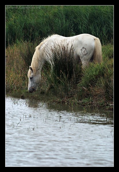 cavalli_camargue06.jpg