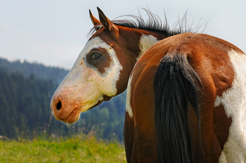 cavallo01.jpg
