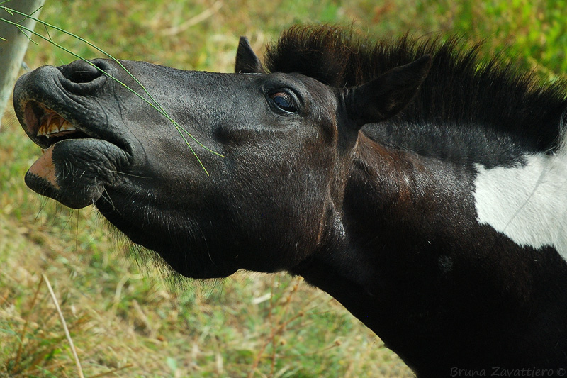cavallo_camargue_nero.jpg