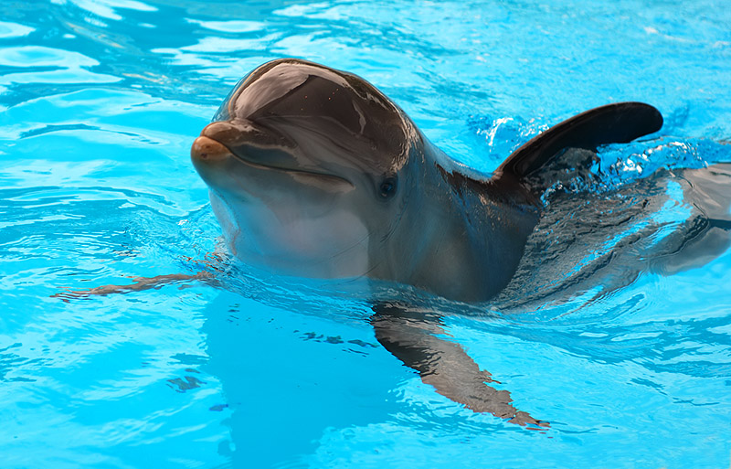 delfino02.jpg