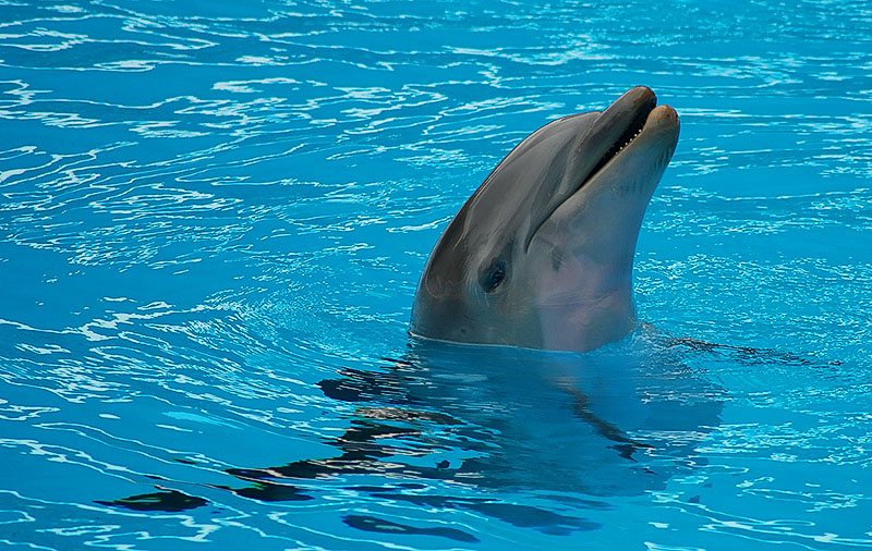 delfino03.jpg