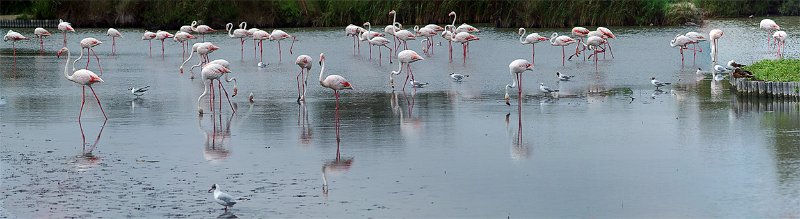 fenicotteri_L1250.jpg