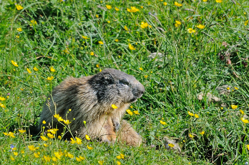 marmotte003.jpg