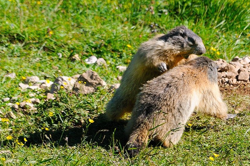 marmotte005.jpg