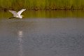 airone_bianco01