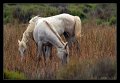 cavalli_camargue03
