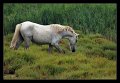 cavalli_camargue04