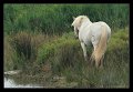 cavalli_camargue05