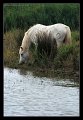 cavalli_camargue06