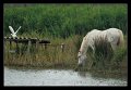 cavalli_camargue07