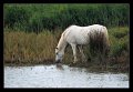 cavalli_camargue08