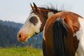 cavallo01
