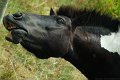 cavallo_camargue_nero