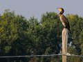 cormorano01