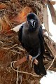 corvo