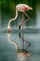 fenicotteri-camargue01