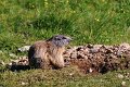 marmotte001