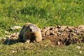 marmotte002