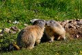 marmotte004