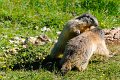 marmotte005