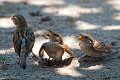 passerotti_camargue04