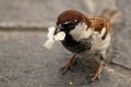 passerotto01