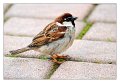 passerotto06_a
