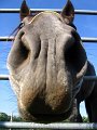 prosp_cavallo