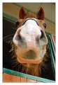 prosp_cavallo02