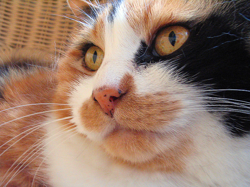micia002.jpg