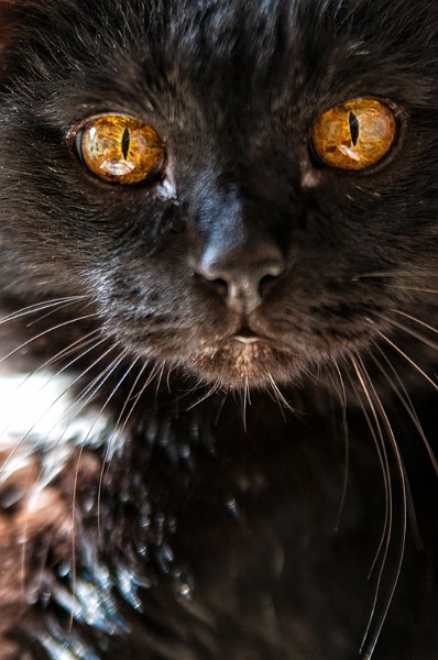 nerone01.jpg