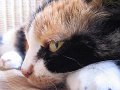 micia001