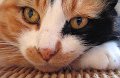 micia003