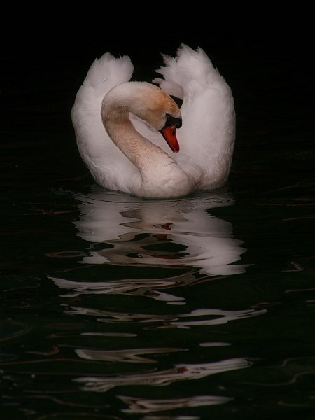cigno001d_1.jpg