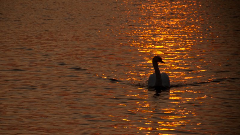 cigno003.jpg