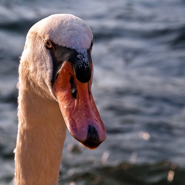 cigno004.jpg