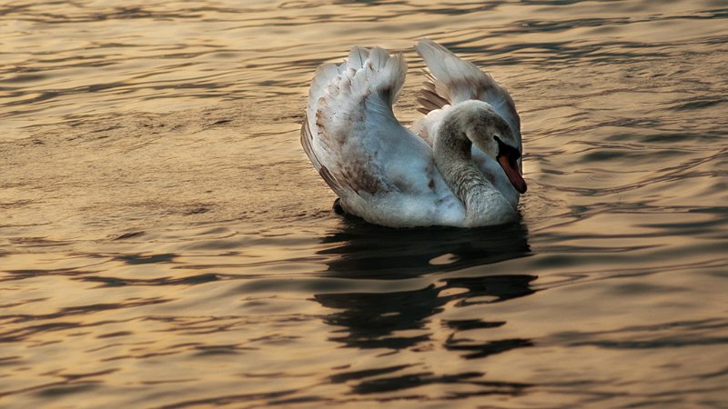 cigno005.jpg