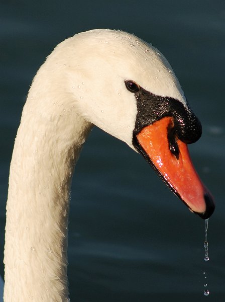cigno02.jpg
