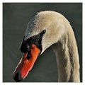 cigno06