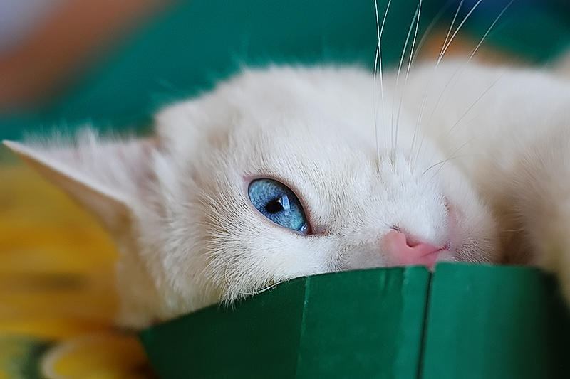 cocco027.jpg