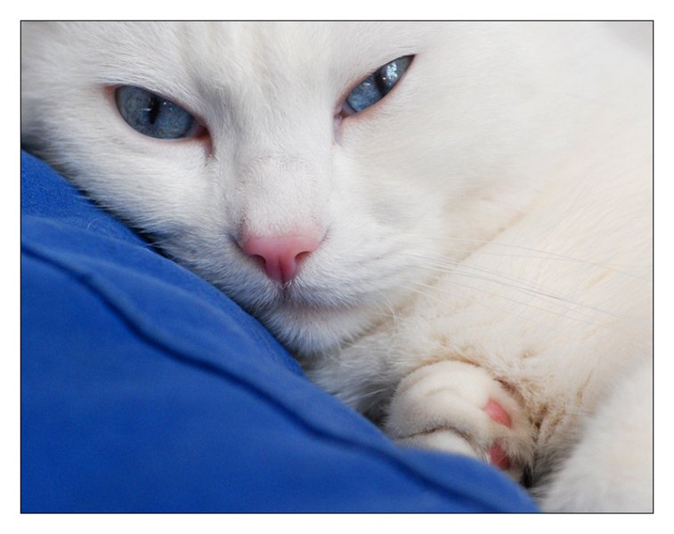 cocco035.jpg