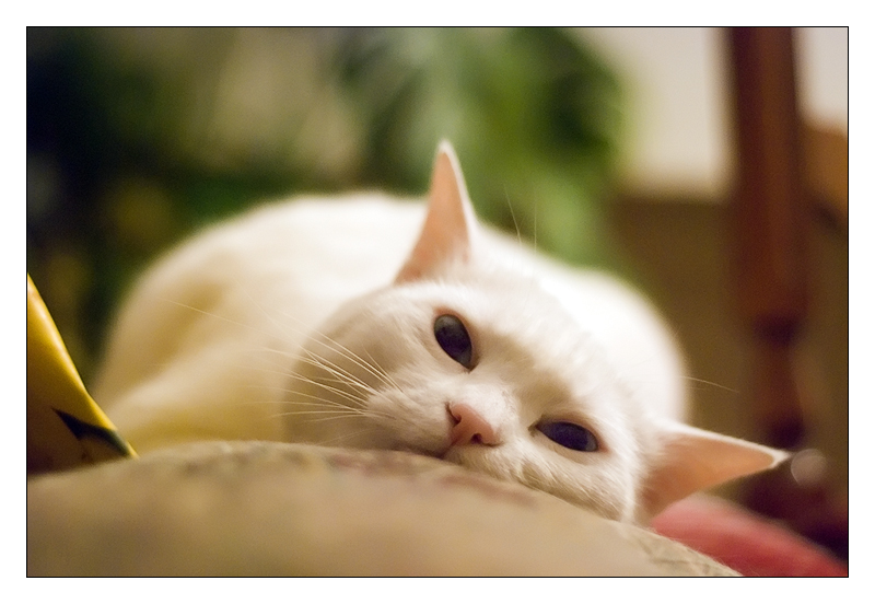 cocco036.jpg