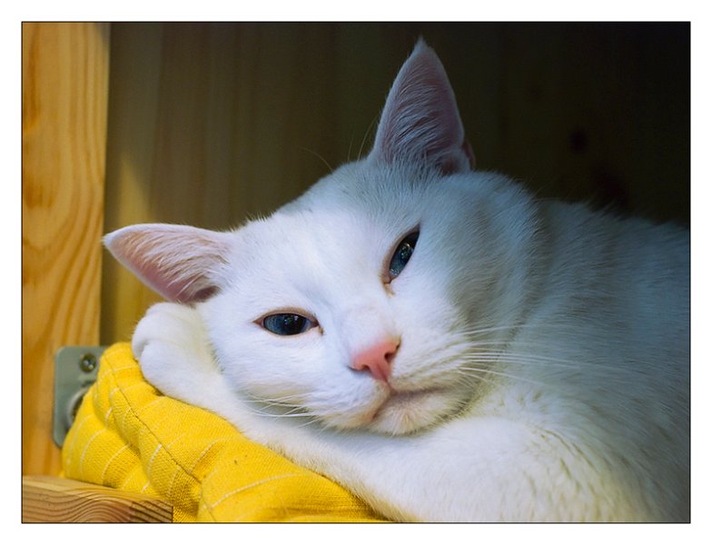 cocco039.jpg