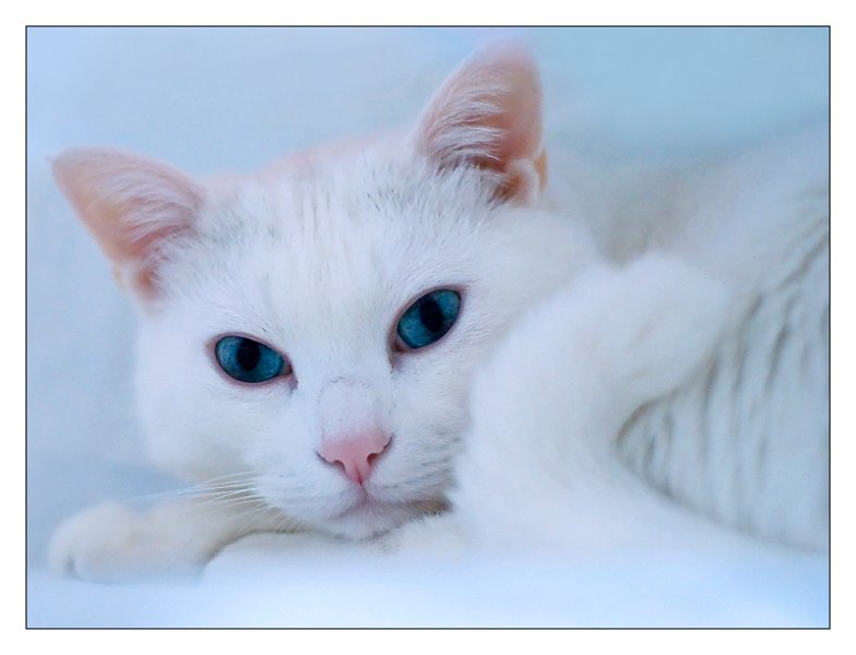 cocco_in_bianco.jpg