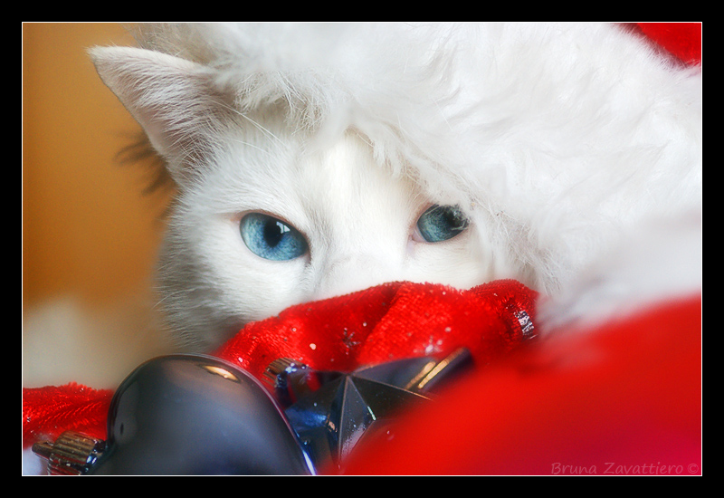 natale09_01.jpg