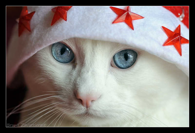 natale09_02.jpg
