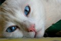 cocco026